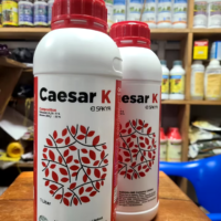 Caesar K