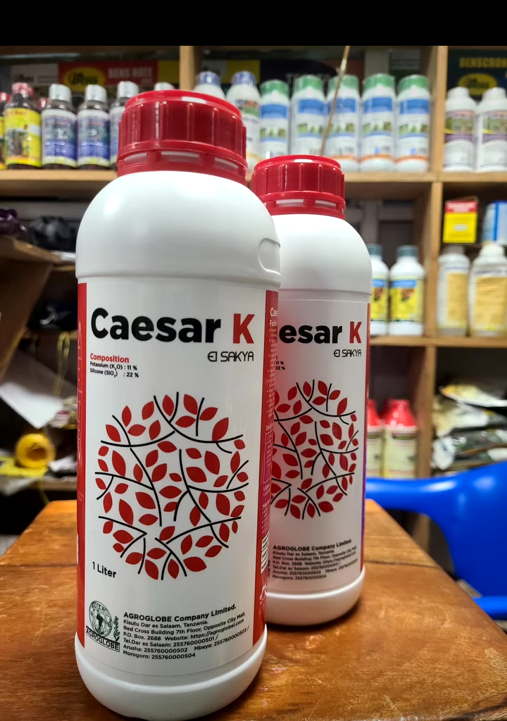 Caesar K